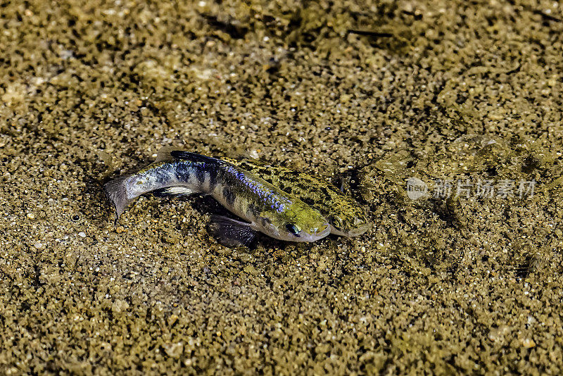 死亡谷pupfish (Cyprinodon salinus)，也被称为盐溪pupfish，发现于死亡谷国家公园。加州。男性显示。